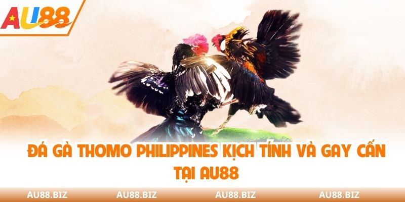 Đá gà thomo Philippines